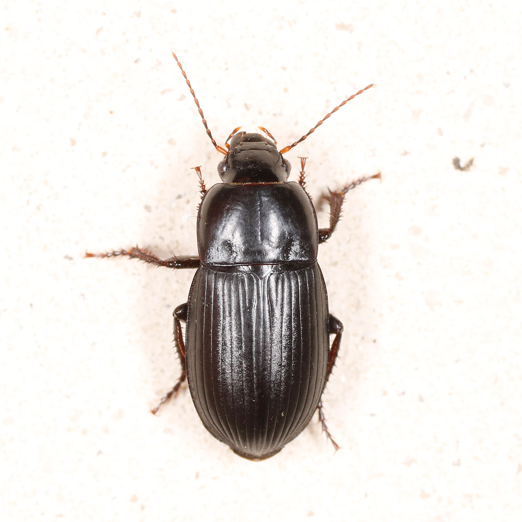 Carabidae: Harpalus da identificare